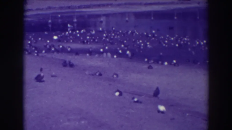 1937 Oakland home-movie frame showing a flock of ducks clustered near a lake edge, with scattered birds in soft purple-tinted 8mm color.