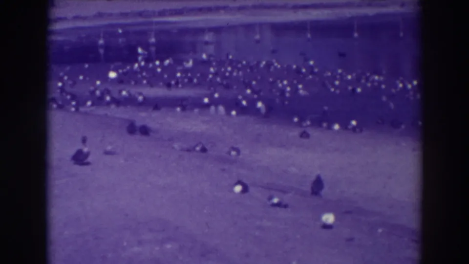 1937 Oakland lakeside frame with many ducks at the shore and a few darker birds or silhouettes on the open ground near the water.