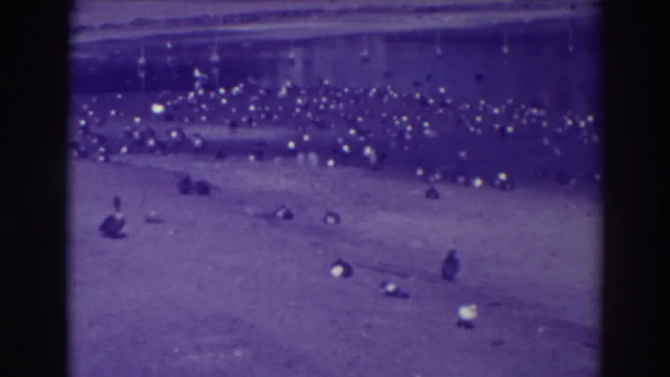 Soft 8mm frame from Oakland in 1937 showing clustered ducks at the lake edge and several isolated birds in the foreground.
