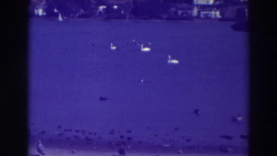1937 Oakland lake view with a few white birds swimming across open water and a darker line of birds near the bottom of the frame.