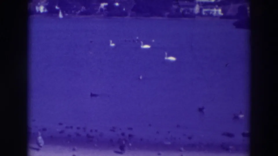 1937 Oakland home-movie frame showing swans and ducks on a deep blue lake, with small birds gathered near the lower shoreline.