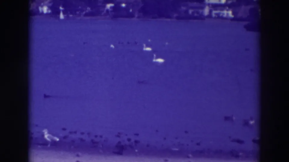Home-movie view of Oakland lake water with white swans farther out, dark ducks on the surface, and many small birds near the bottom shoreline.
