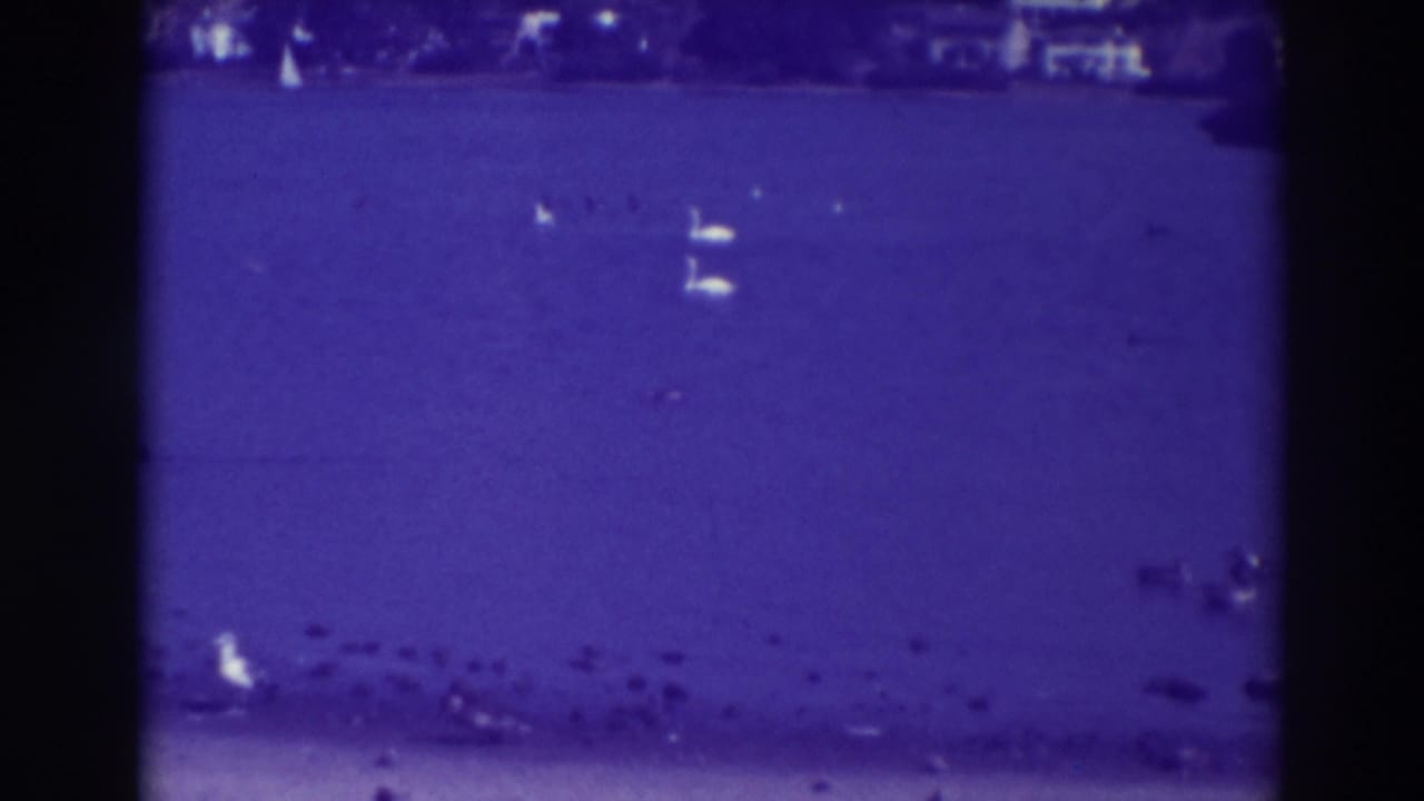 Swans and small birds on a blue lake with a dark shoreline above.