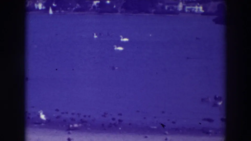 1937 Oakland lakeside frame with swans visible across the blue-purple water and a dark bank in the distance.