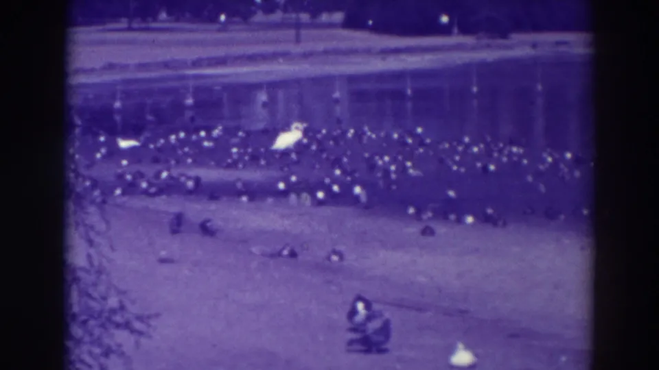1937 Oakland home-movie frame showing a dense group of shore birds at the lake edge, with swans and reflections in the water.