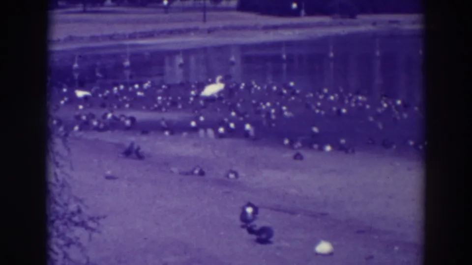 1937 Oakland frame with birds clustered along the pale shore and white swans standing out against the blue lake water.