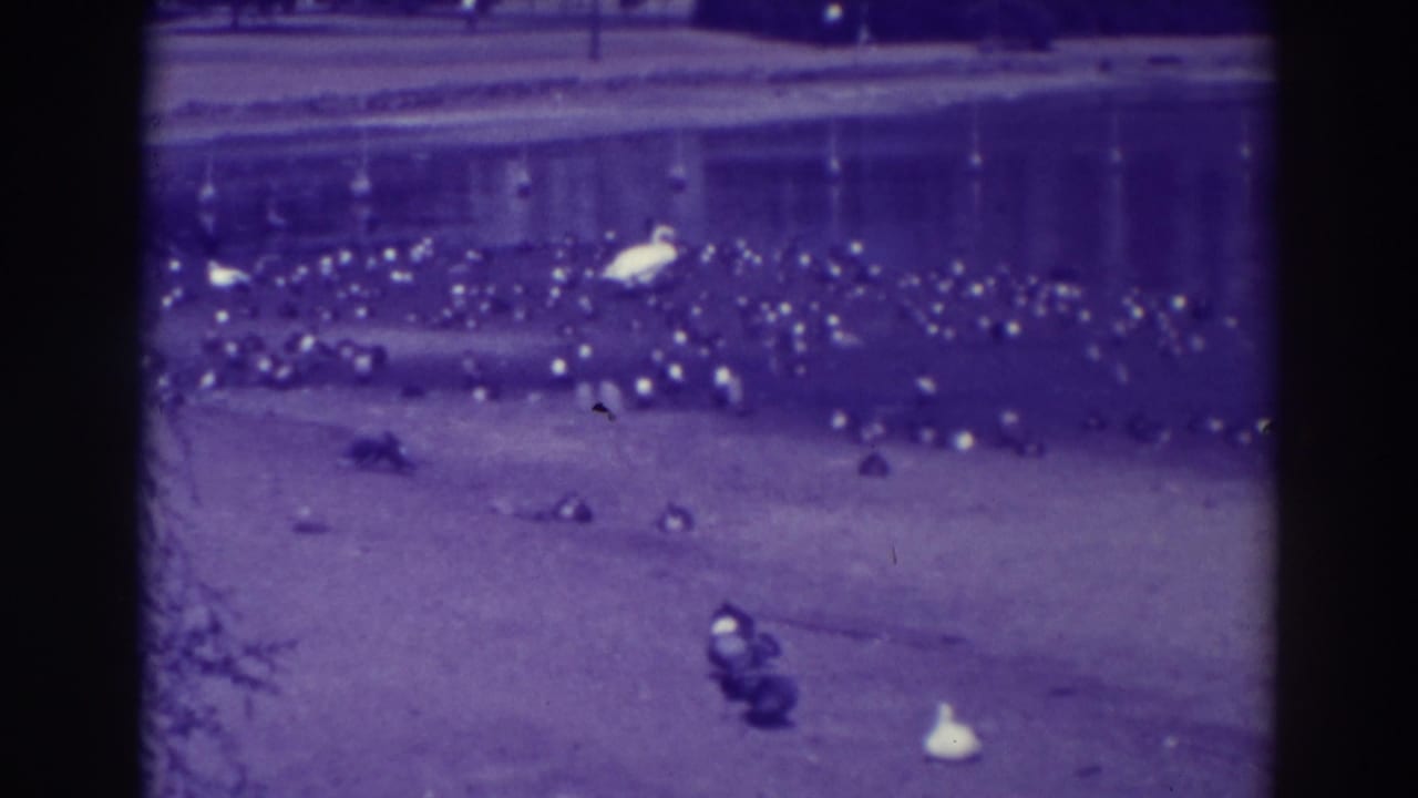 1937 Oakland 8mm frame showing ducks clustered on sand beside water, with a white egret-like bird standing among them.