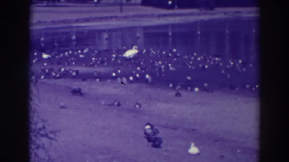 1937 Oakland 8mm frame showing ducks clustered on sand beside water, with a white egret-like bird standing among them.