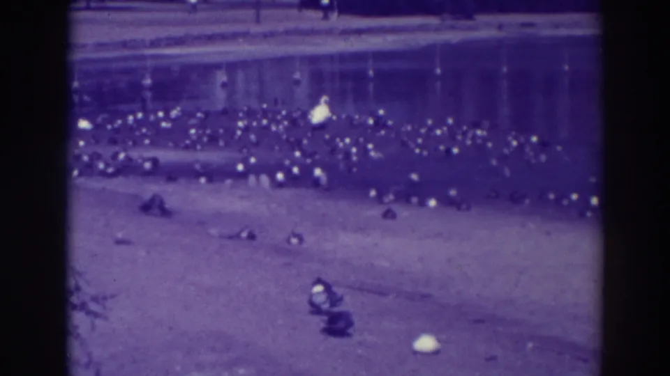 1937 Oakland 8mm frame showing a dense group of ducks on the sand near calm water, tinted by the film's purple cast.