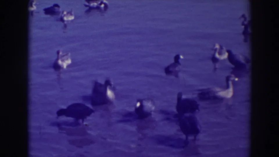 1937 Oakland home-movie frame showing water birds, including ducks and goose-like birds, spread across rippled water.