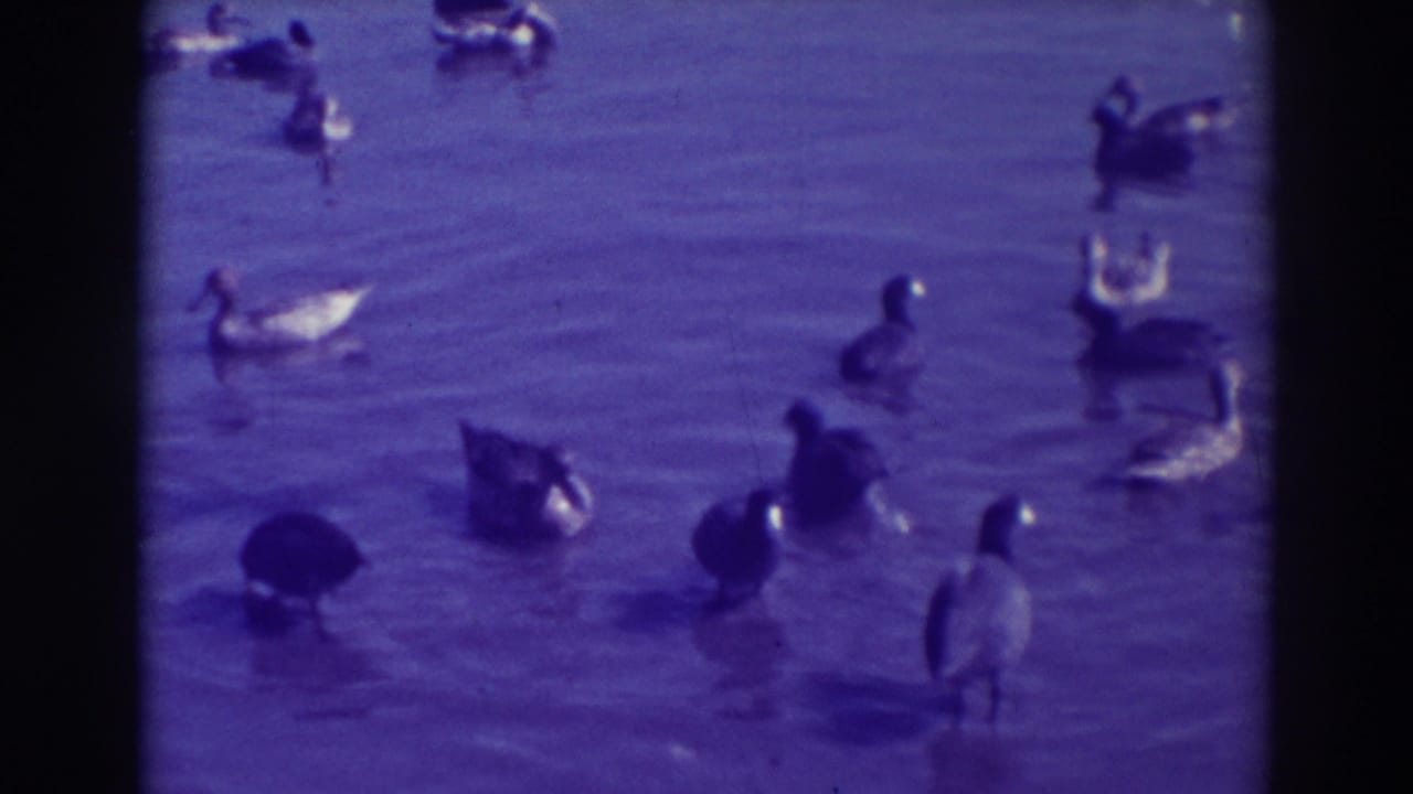 1937 Oakland 8mm frame showing geese and ducks scattered across shallow pond water with a strong purple film cast.