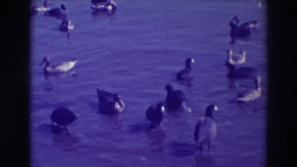 1937 Oakland 8mm frame showing geese and ducks scattered across shallow pond water with a strong purple film cast.