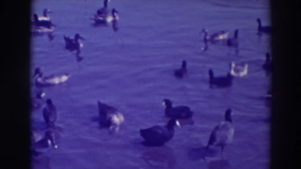 1937 Oakland home-movie frame of geese and ducks dispersed across calm pond water, seen through soft purple-tinted 8mm film.