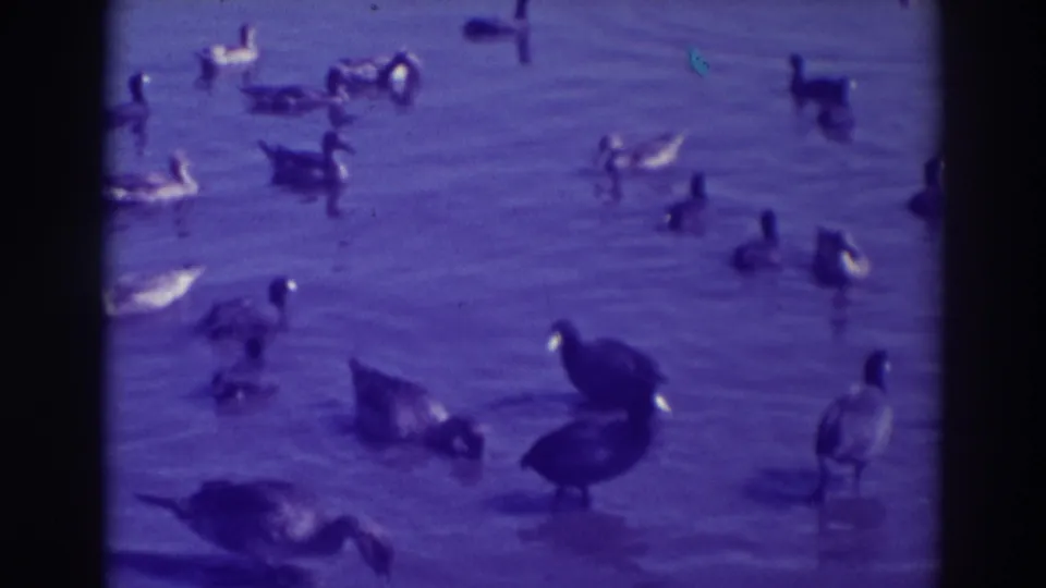 1937 Oakland 8mm still with ducks and geese feeding and floating in shallow pond water, framed by dark film edges.