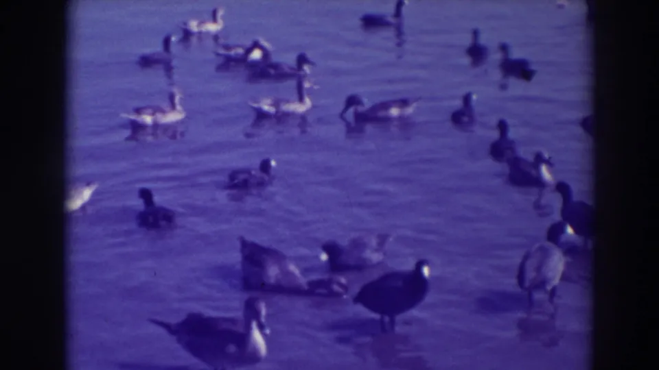 1937 Oakland home-movie frame showing a loose flock of ducks and geese swimming across rippled pond water with aged color shift.
