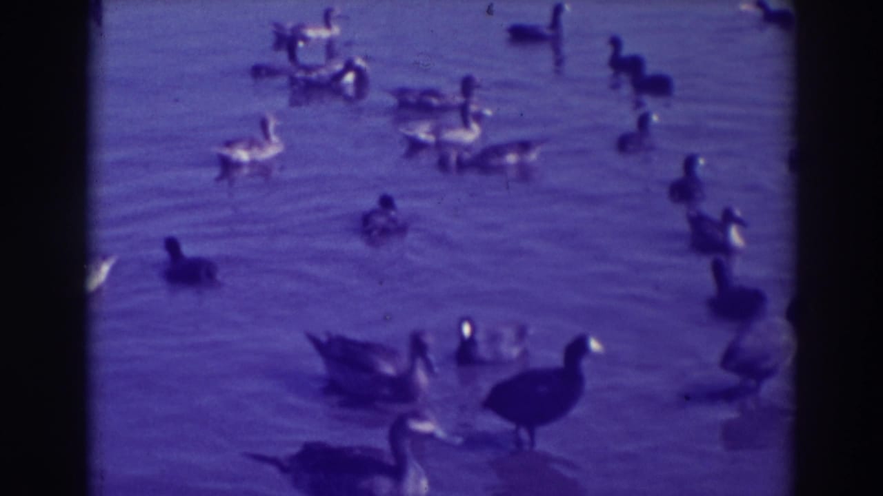 Ducks swimming across calm water with dark film borders.