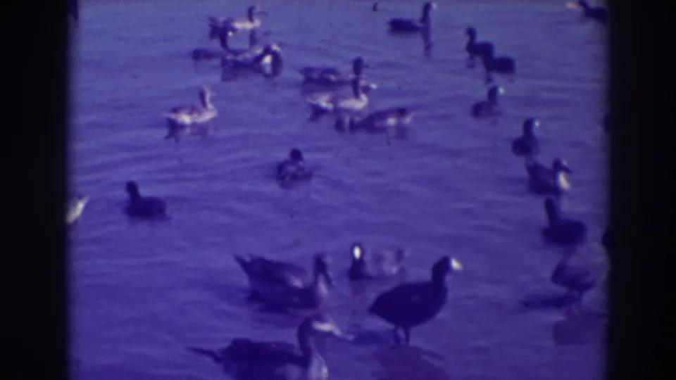 1937 Oakland home-movie frame showing ducks spread across calm water in a purple-blue film tint.