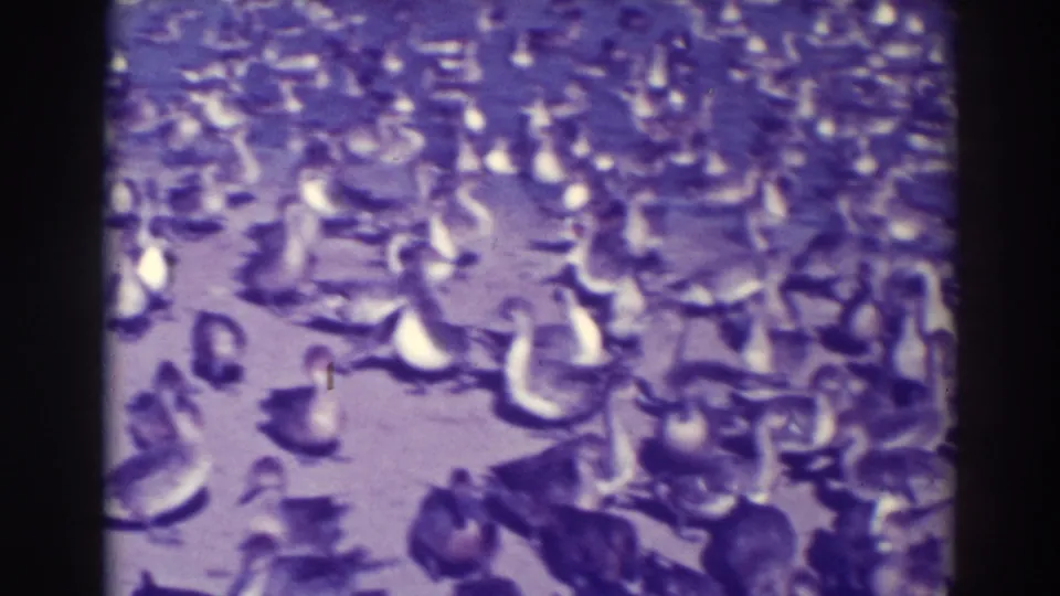 Ducks crowd together on land in a soft, purple-blue 1937 Oakland home-movie frame.