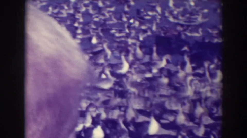 Crowded ducks fill the frame, partly obscured by a pale foreground shape in the 1937 Oakland footage.