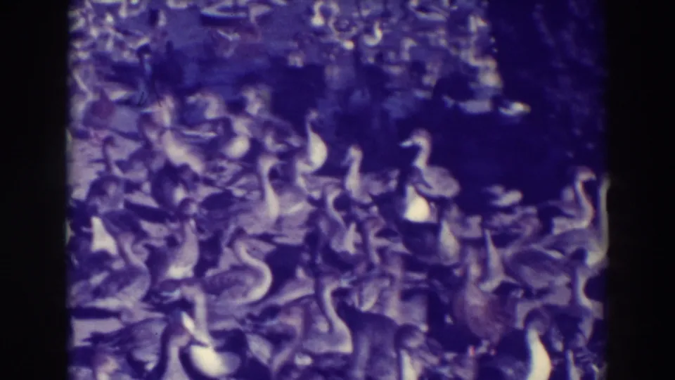 A large flock of ducks crowds the land area in a purple-blue tinted 1937 Oakland home-movie frame.