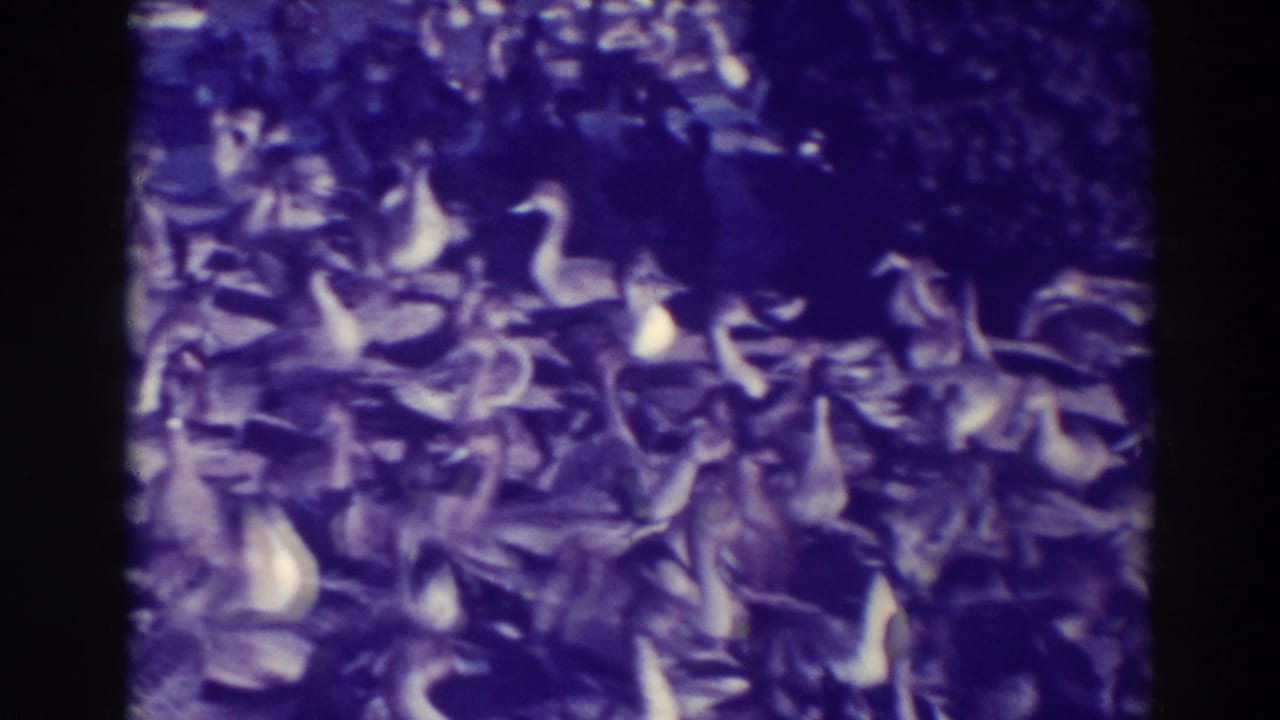 Dense flock of ducks and geese gathered on open ground beneath trees.