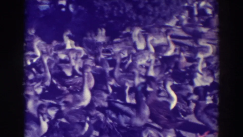 Crowded 1937 Oakland waterfowl scene with ducks and geese packed closely across the frame.