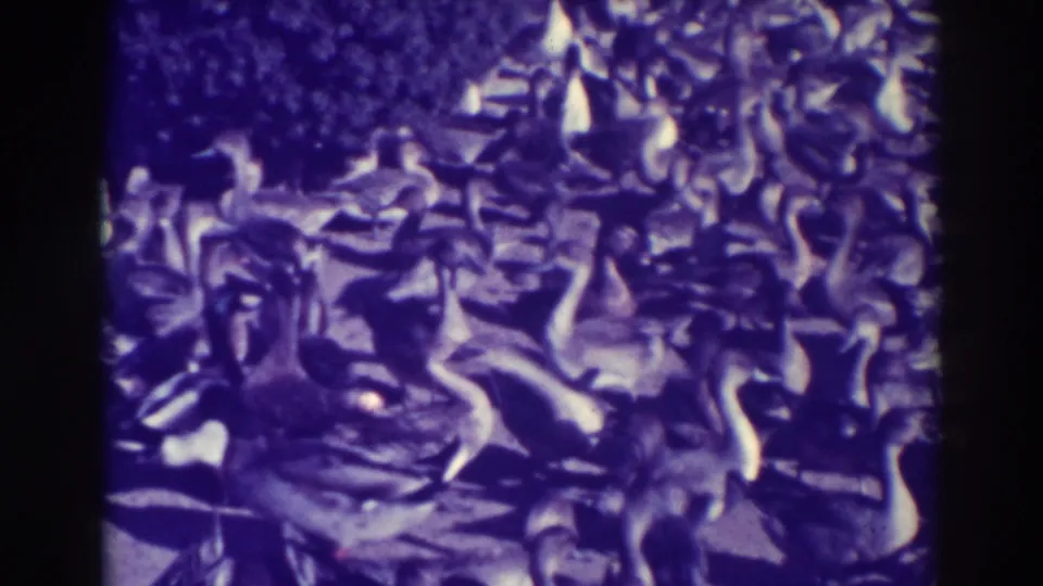 8mm home-movie view of ducks and geese packed together in Oakland, California, with no identifiable people visible.