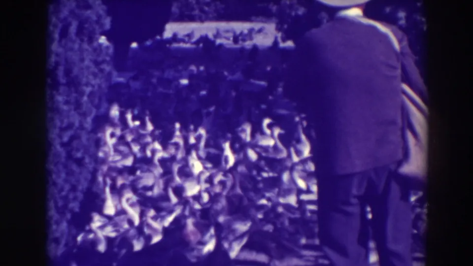 The Oakland home-movie frame shows the man at right, back to camera, looking toward many geese gathered ahead.