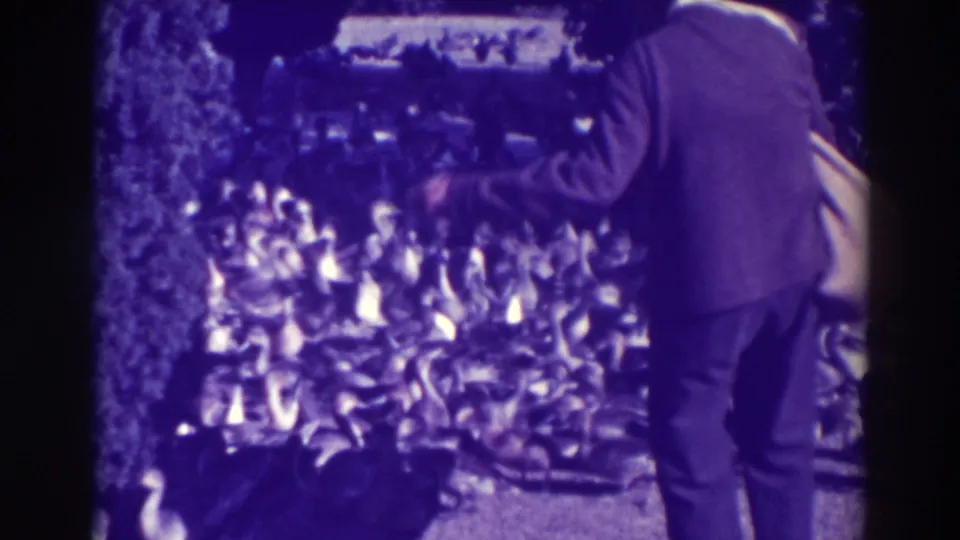 In the final frame, the suited man appears to gesture toward the geese while standing close to the crowded flock.