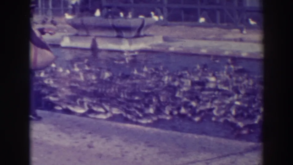 The camera favors the crowded ducks at the pond edge, with part of the suited feeder and his sack still visible at the left side.