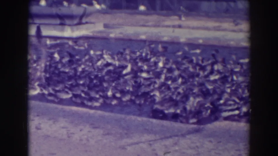 The final view centers on the massed ducks along the pond edge, with the feeder mostly out of frame and park features visible in the background.