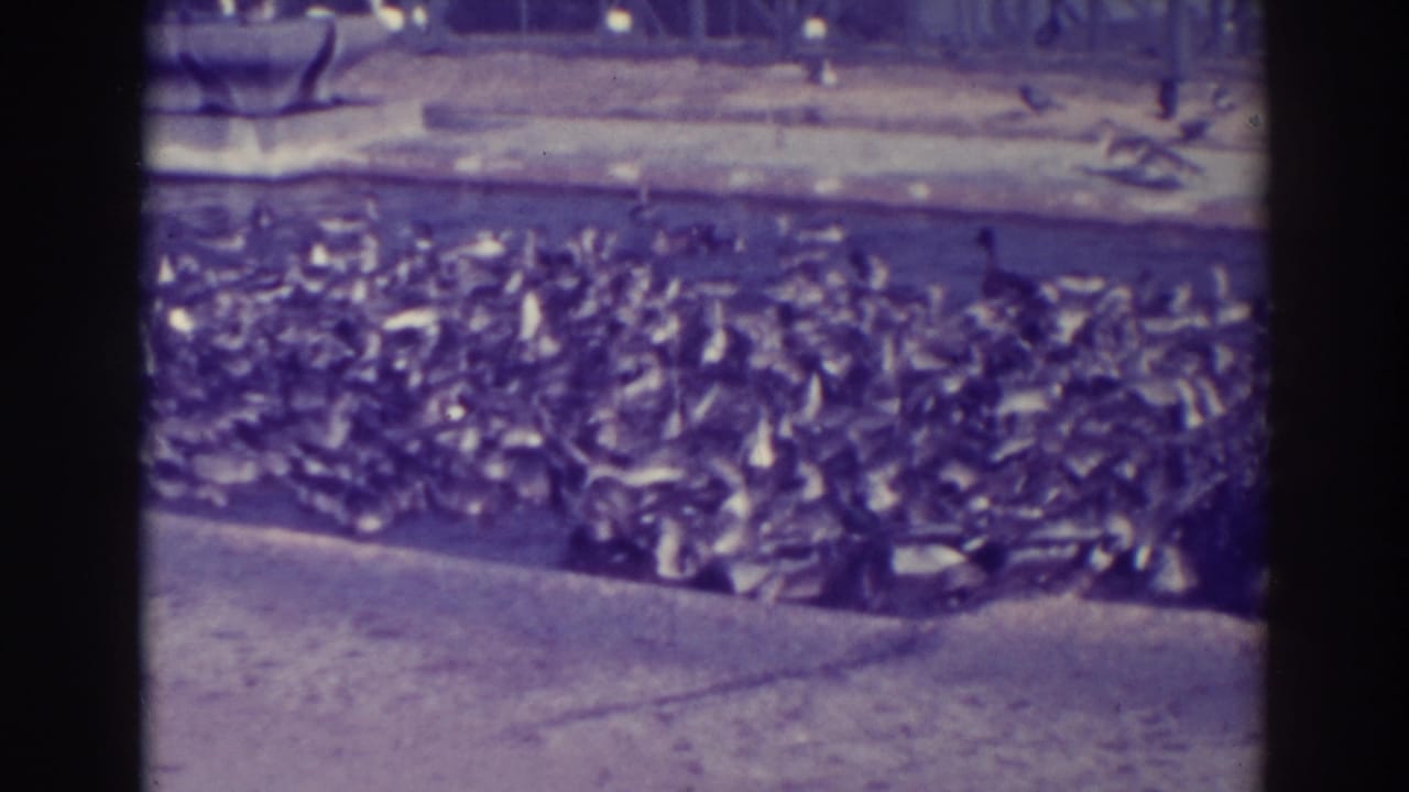 Large flock of ducks gathered along a concrete lake edge.