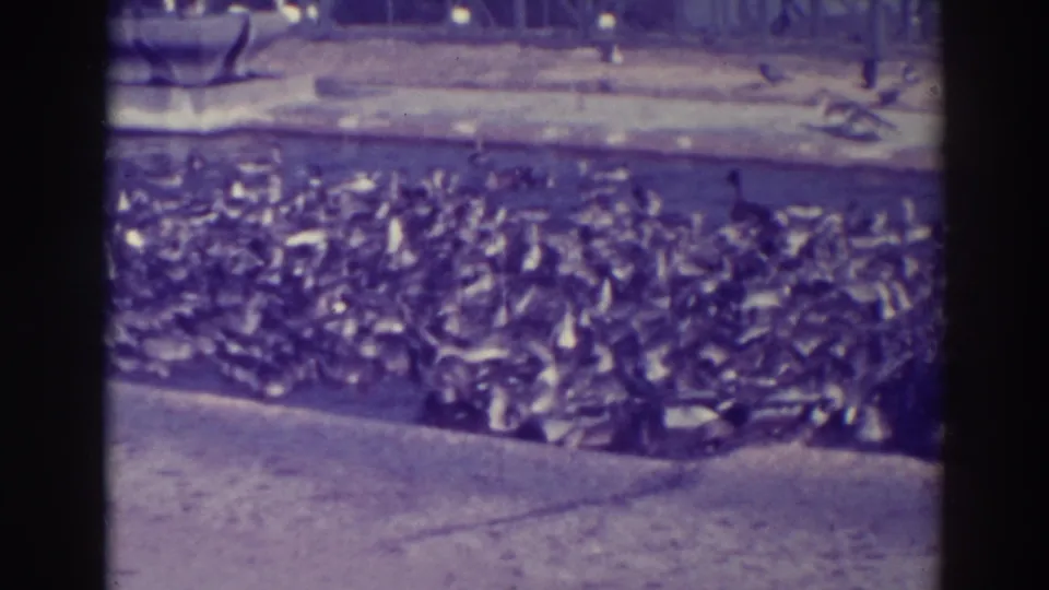 Large flock of ducks clustered at the water's edge at Lake Merritt in Oakland, seen in 1937 8mm home-movie footage.