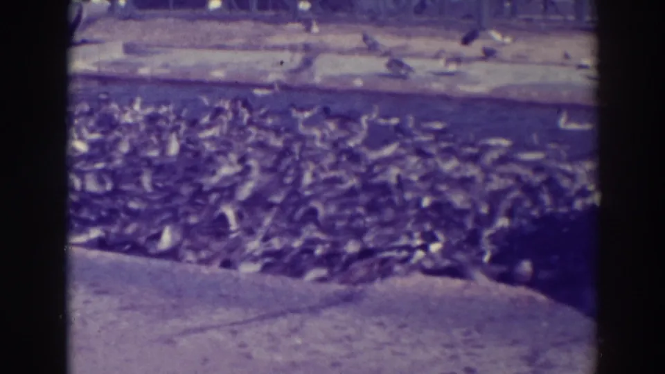 Ducks pack the shallow edge of Lake Merritt, with more water and shoreline visible beyond in soft purple-tinted 8mm footage.