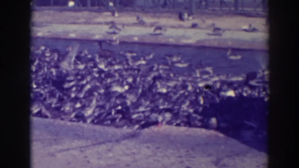A crowded flock of ducks fills the lower lake edge at Lake Merritt, with the concrete bank and distant shoreline visible above.