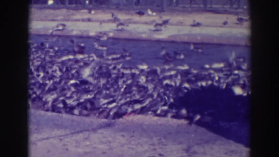 The 1937 Oakland lake scene shows ducks packed along the waterline, with sunlit concrete and the film frame edge visible.