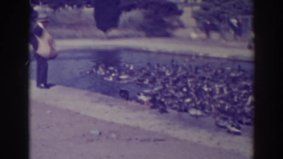 1937 Oakland park scene with a man feeding ducks beside a pond, framed in soft 8mm color.