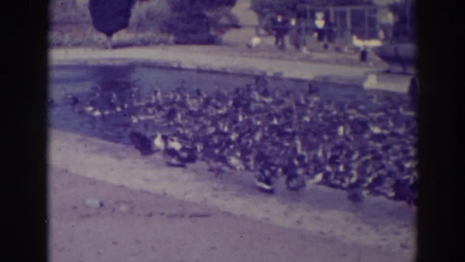 Oakland 1937 8mm frame showing ducks swarming a pond edge with the feeder partly cropped at left.