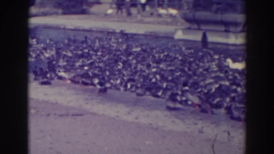 1937 Oakland home-movie view of a dense duck flock at a park pond, with path, bench, and visitors in the background.