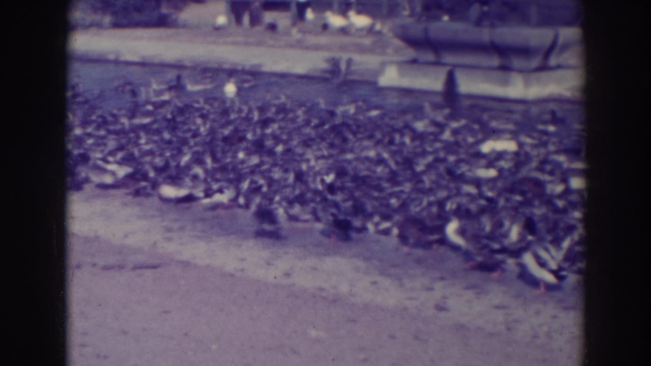 Large flock of birds gathered near a water edge with a stone structure in the background.