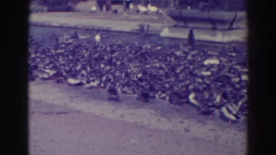 1937 California home-movie frame showing many dark birds and a few white birds clustered near a pond or paved water feature.