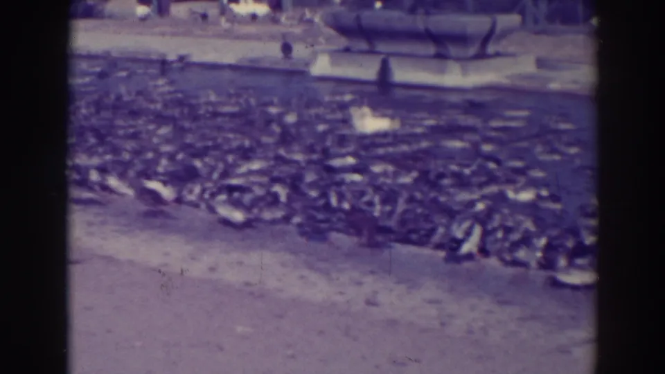 1937 California footage frame with a crowded group of birds along a pond edge and a stone feature visible in the background.