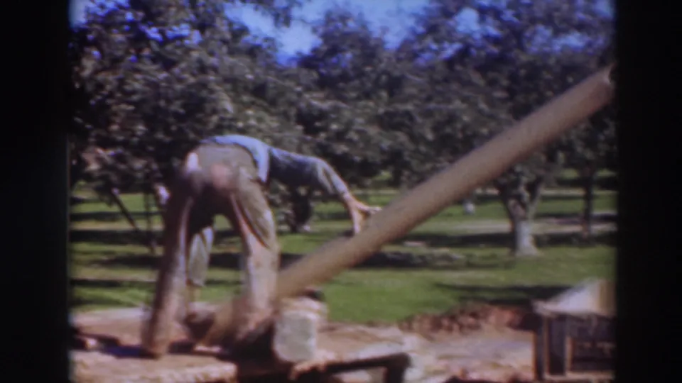 A worker in a blue shirt bends over a long wooden beam in a Sacramento orchard scene, with another adult partly visible nearby.