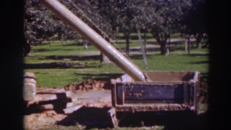 1937 Sacramento orchard scene with a long wooden chute angled into a large crate, with grass and rows of trees behind it.