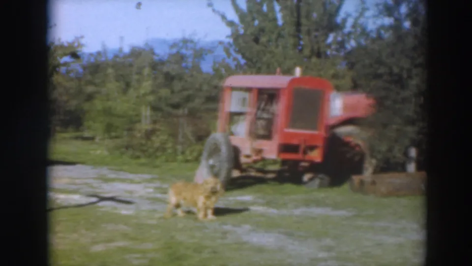 A small dog stands in the foreground near a red tractor parked on a grassy field in the Sacramento farm footage.