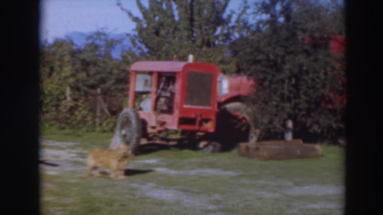 Red tractor parked on grass with a small dog crossing the foreground.