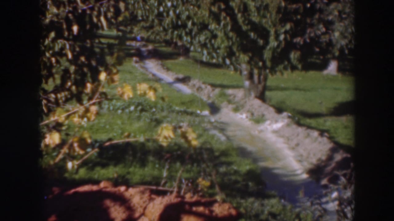 1937 Sacramento home-movie frame showing leafy branches, grass, mature trees, and a narrow grey ditch or path in daylight.