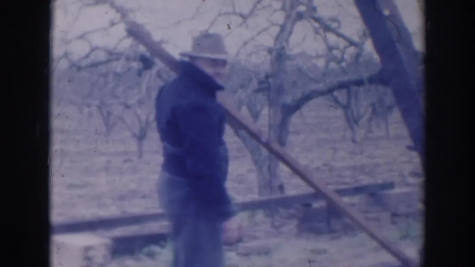The man is viewed from behind in the Sacramento orchard, with the pole spanning across the frame and leafless trees in the background.