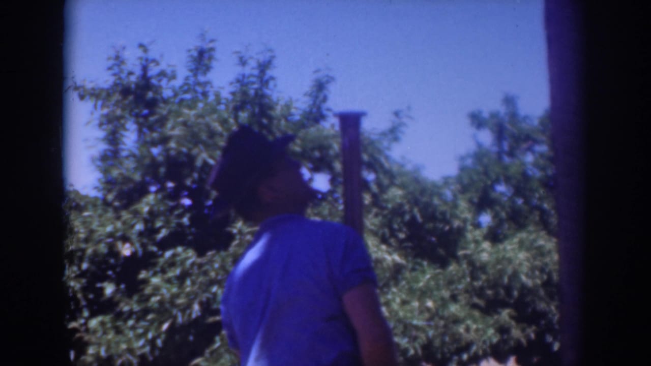Man in a blue shirt and dark hat stands among orchard trees in bright sun.