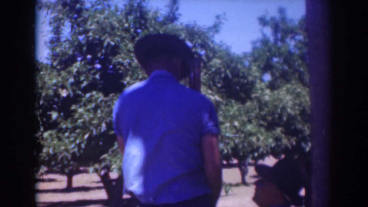 A blue-shirted man stands with his back to the camera while a second man crouches near him in a Sacramento orchard setting.